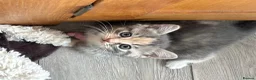 Siberian cats for sale: Beautiful Siberian Kittens-3 Boys-Hypoallergenic - Advert 24