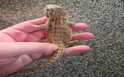 Bearded Dragon reptiles for sale: Variety of bearded dragon babies  - Image 19