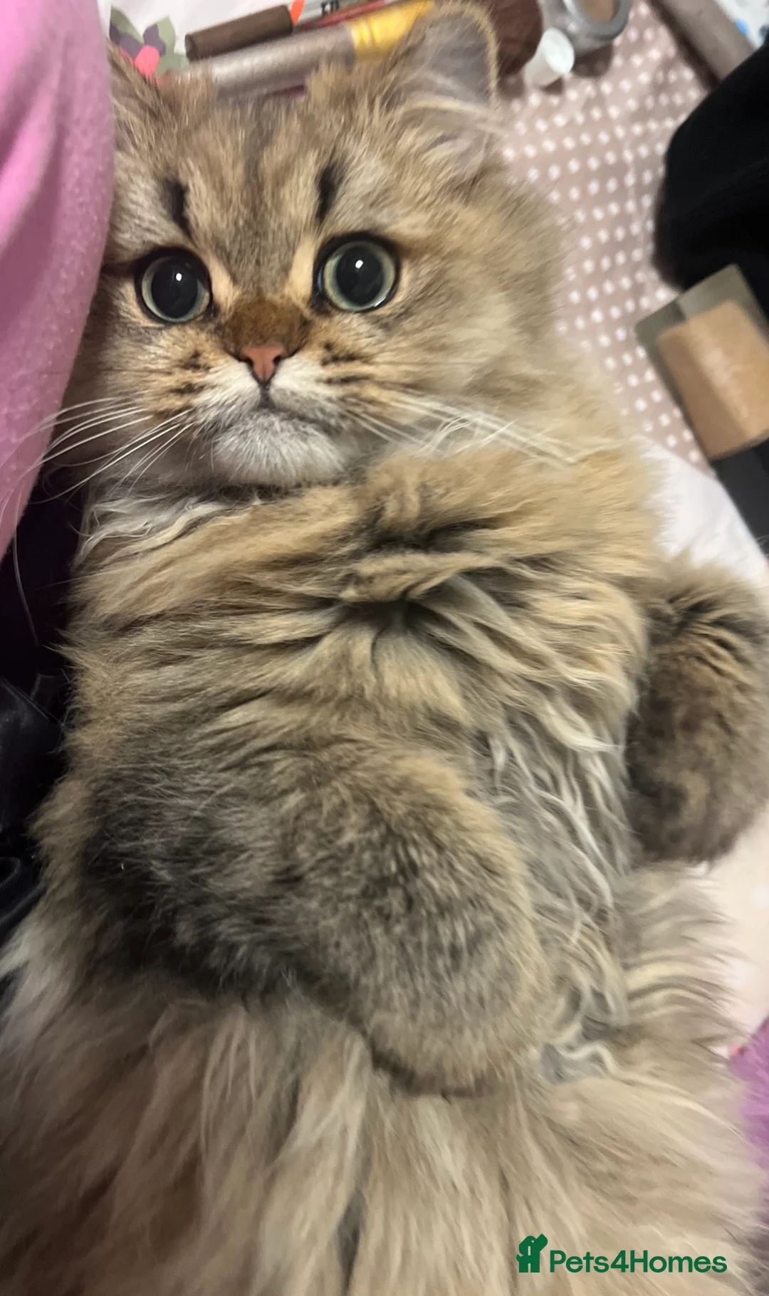 Persian cats for sale: ⭐️ Golden Persian Boy ⭐️ - Advert 9