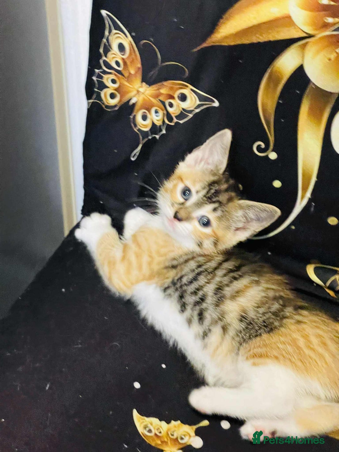 Mixed Breed cats for sale: Kataleja - Image 11
