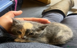 Mixed Breed cats for sale: Apricot Tabby & Peach Tortie Girl Kittens - Image 4