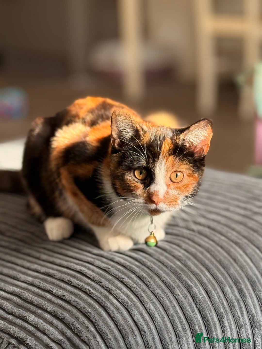 Mixed Breed cats for sale: Calico kittens both female  - Advert 5