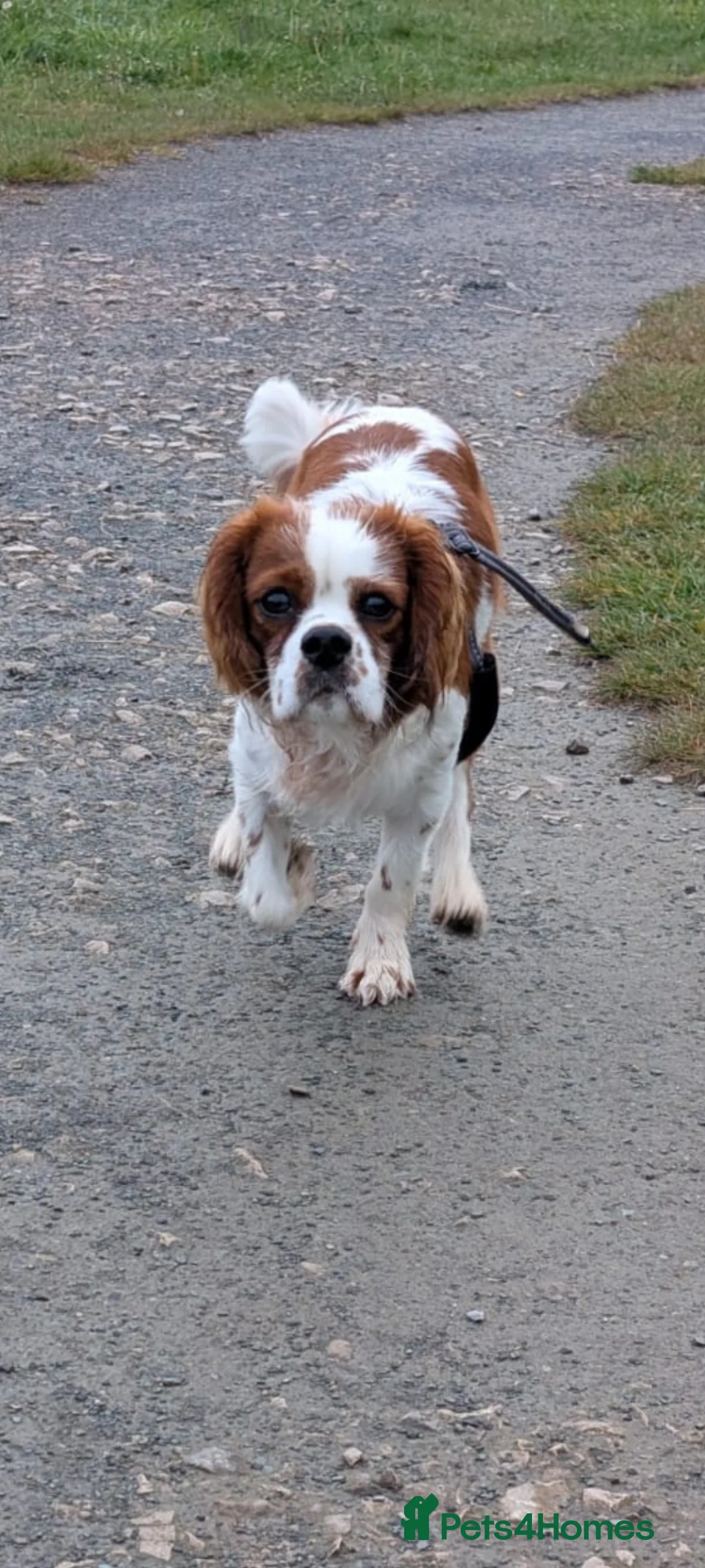 Cavalier King Charles Spaniel dogs for stud: KC Registered Blenheim Cav FOR STUD  - Advert 2