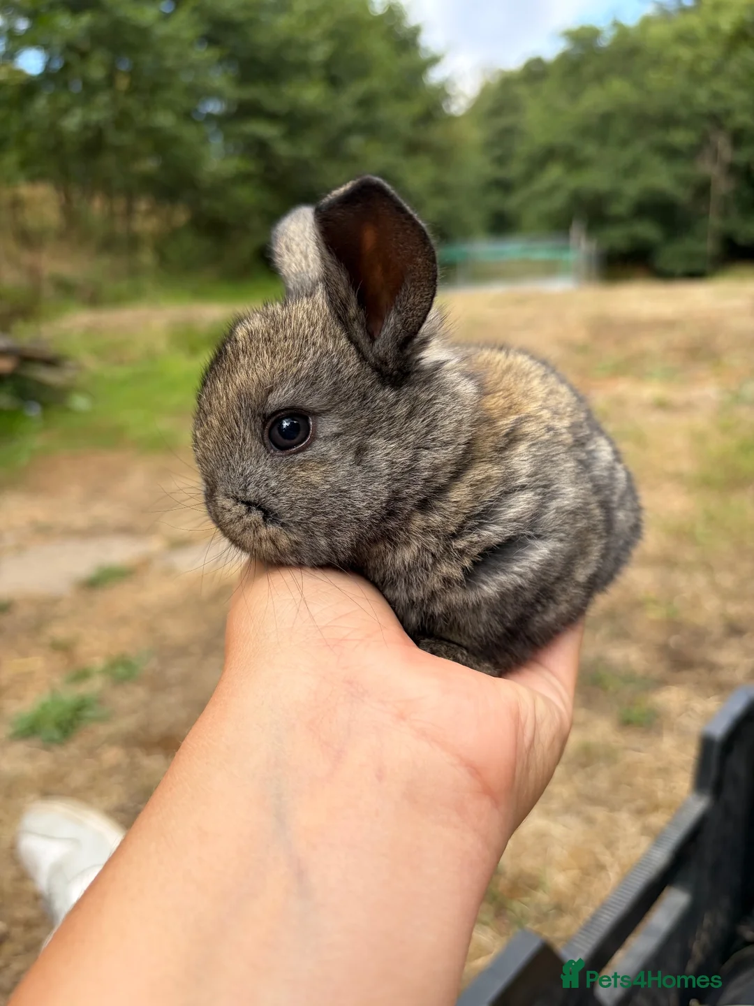 Mixed Breed rabbits for sale: Mixed Breed Rabbits  - Advert 1