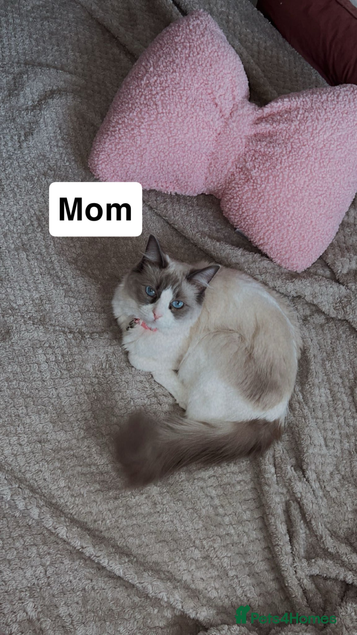 Mixed Breed cats Adorable 2 Female Kittens 1Year&7Months - Advert 2