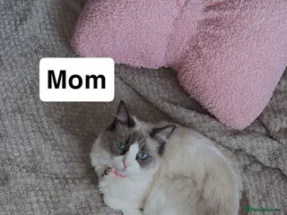 Mixed Breed cats Adorable Female Kittens 1Year&7Months - Advert 3