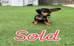 Miniature Dachshund dogs for sale: Miniature Dachshunds Vaccinated and Ready to leave in Harlow - Image 14