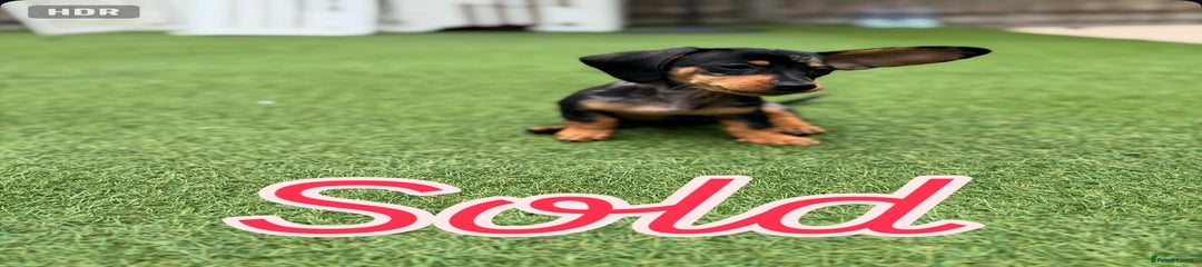 Miniature Dachshund Puppy 3