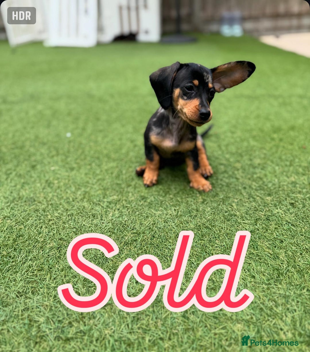 Miniature Dachshund dogs for sale: Miniature Dachshunds Vaccinated and Ready to leave in Harlow - Image 14