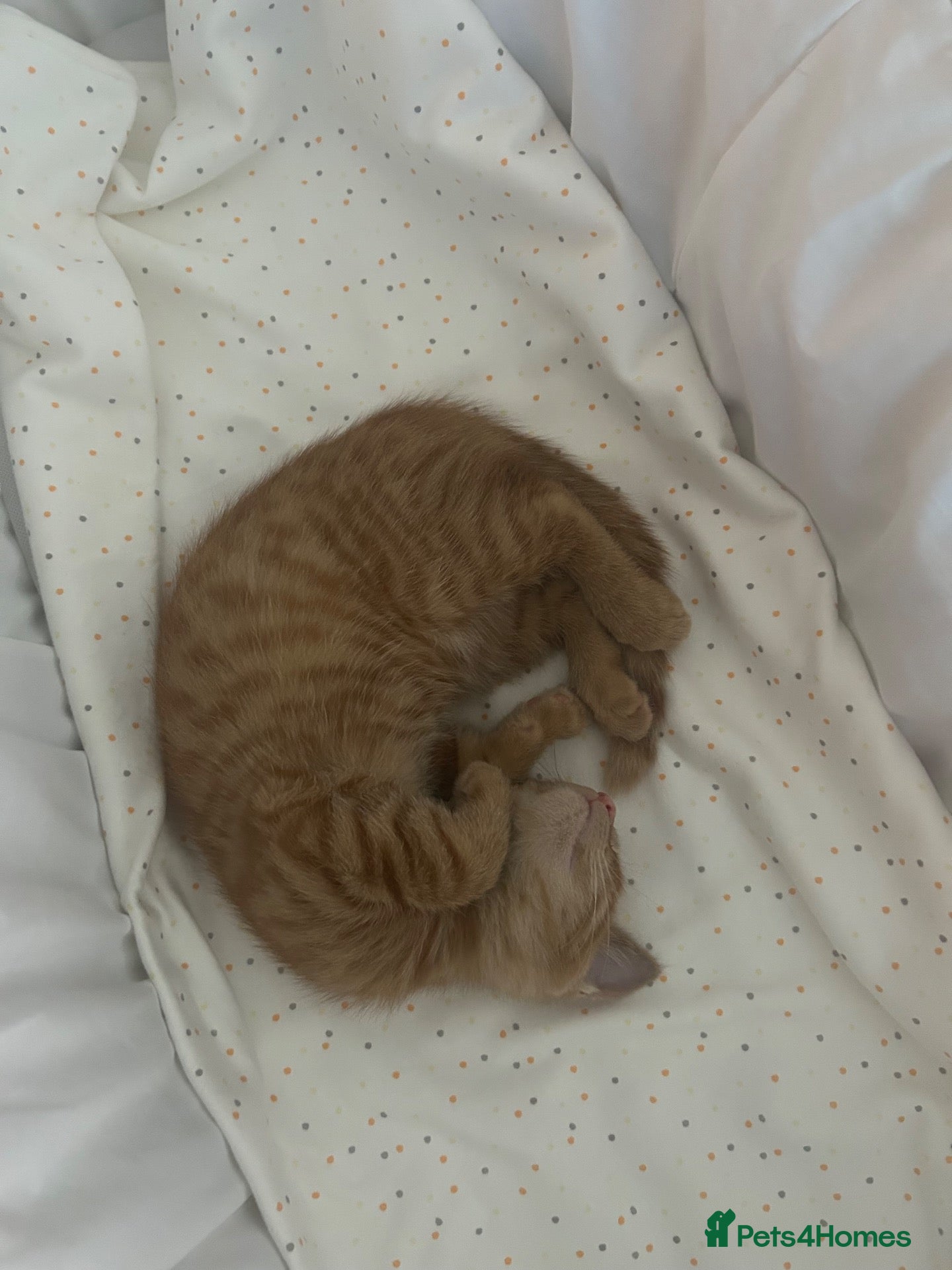 Mixed Breed cats Two kittens available  - Advert 3