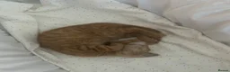 Mixed Breed cats for sale: Two kittens available  - Advert 1