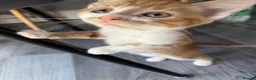 Mixed Breed cats for sale: 5 lovely kittens for sale  - Advert 23