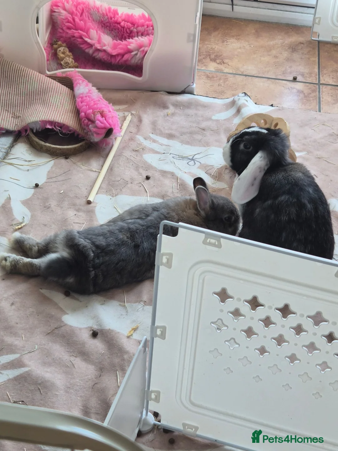 Netherland Dwarf rabbits for sale: 2 Bunnies for Sale with Supplies - Advert 2