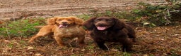 Cocker Spaniel dogs for stud: Beautiful Golden Cocker Spaniel - Advert 2