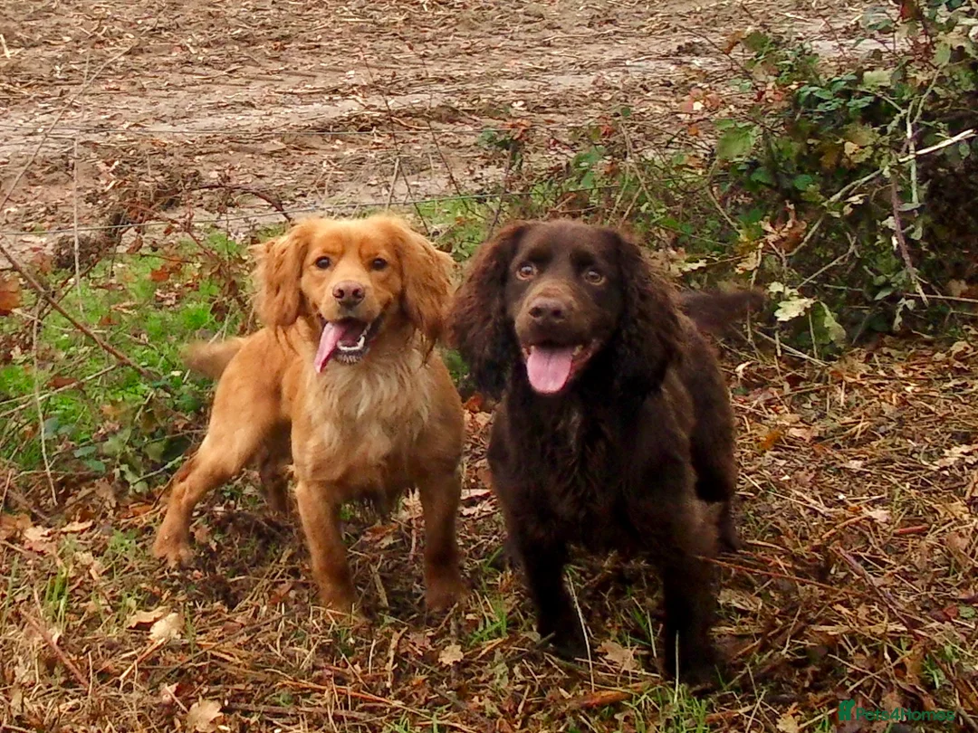 Cocker Spaniel dogs for stud: Beautiful Golden Cocker Spaniel - Advert 3