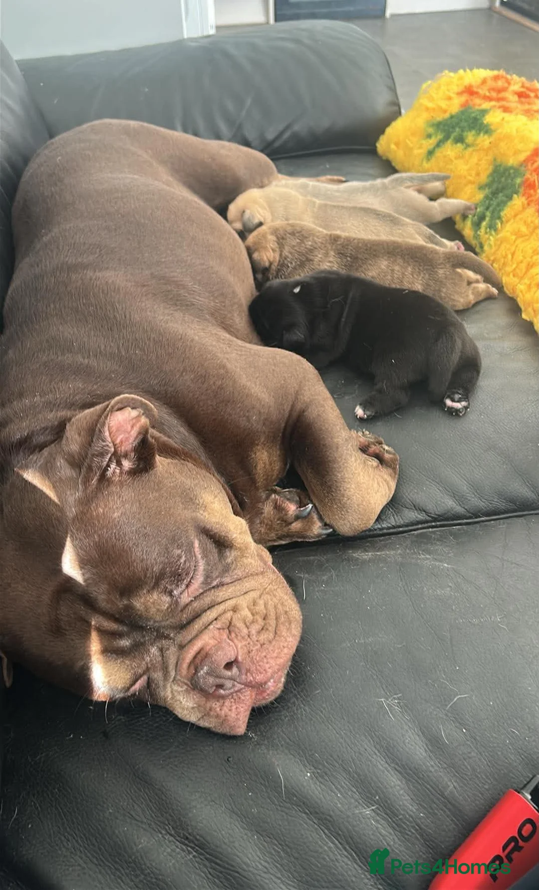 Olde English Bulldogge dogs for sale: Absolutely stunning puppy’s  - Advert 18