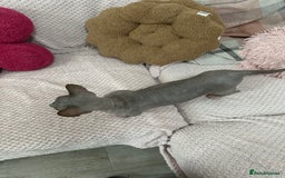 Sphynx cats for sale: Bambino blue girl  - Image 6