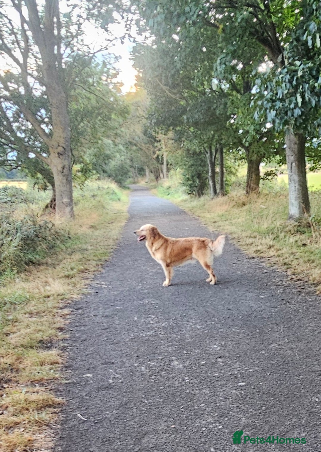 Golden Retriever dogs for sale: Forthcoming long awaited litter - Advert 18