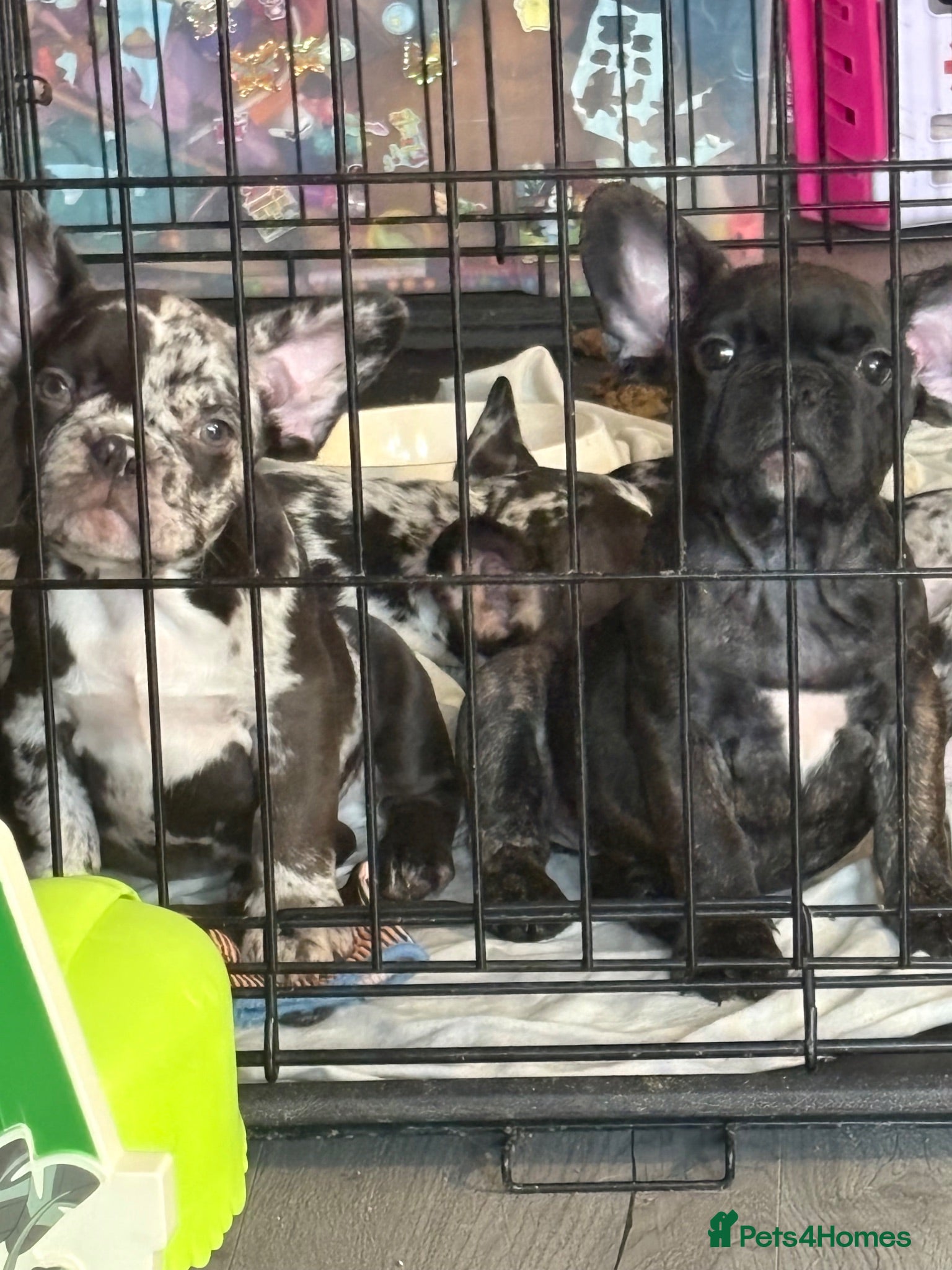 French Bulldog dogs French bull dog puppys - Advert 2
