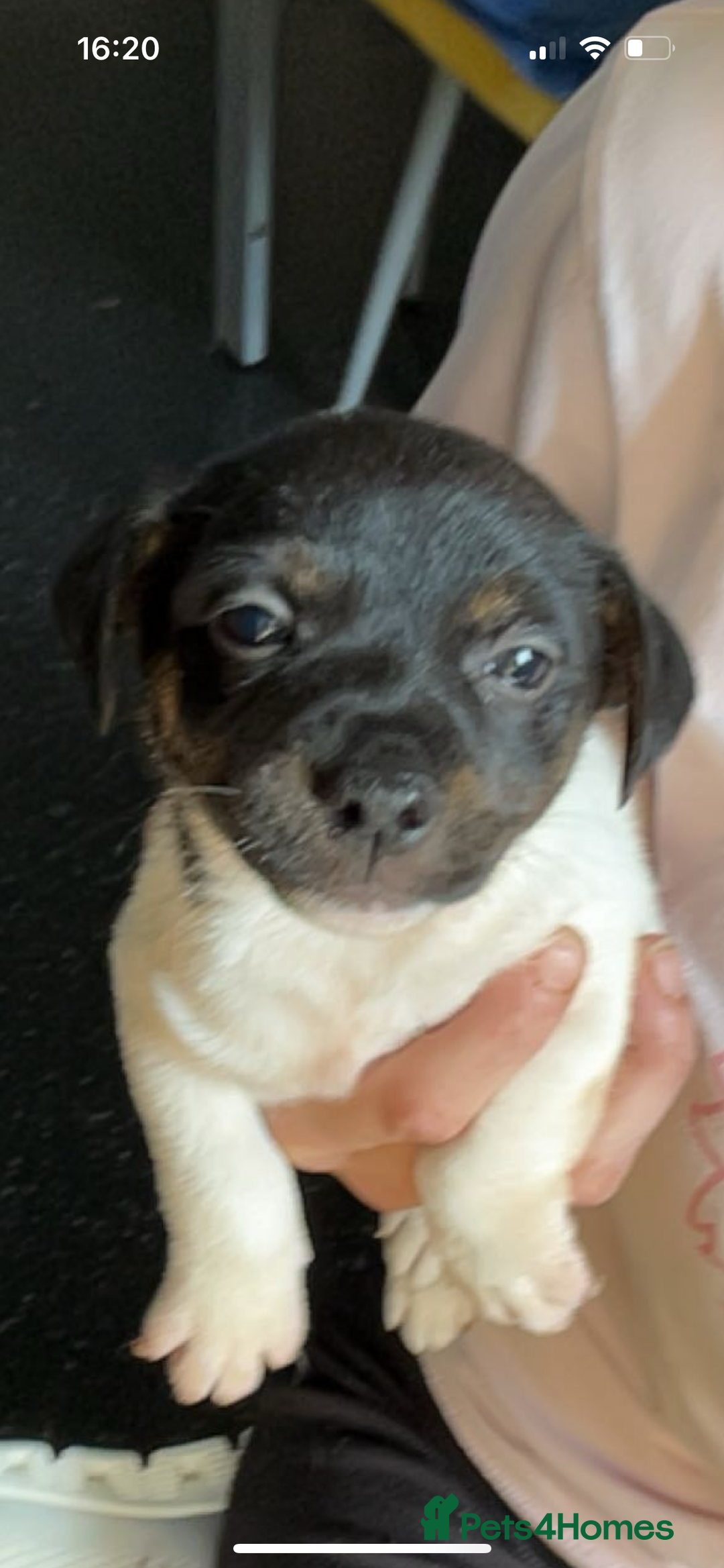 Jack Russell dogs for sale: Jack Russell  - Image 19