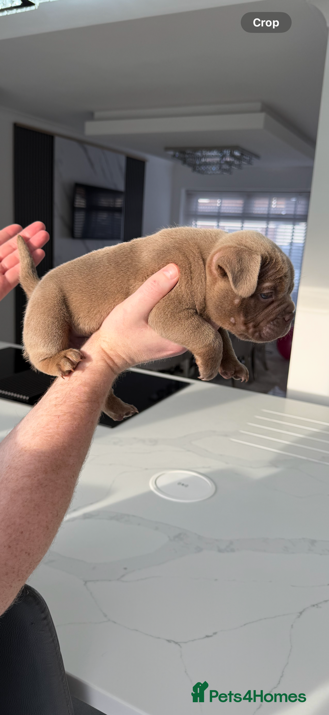 American Bully dogs for sale: Stunning Bully pup available now  - Advert 5