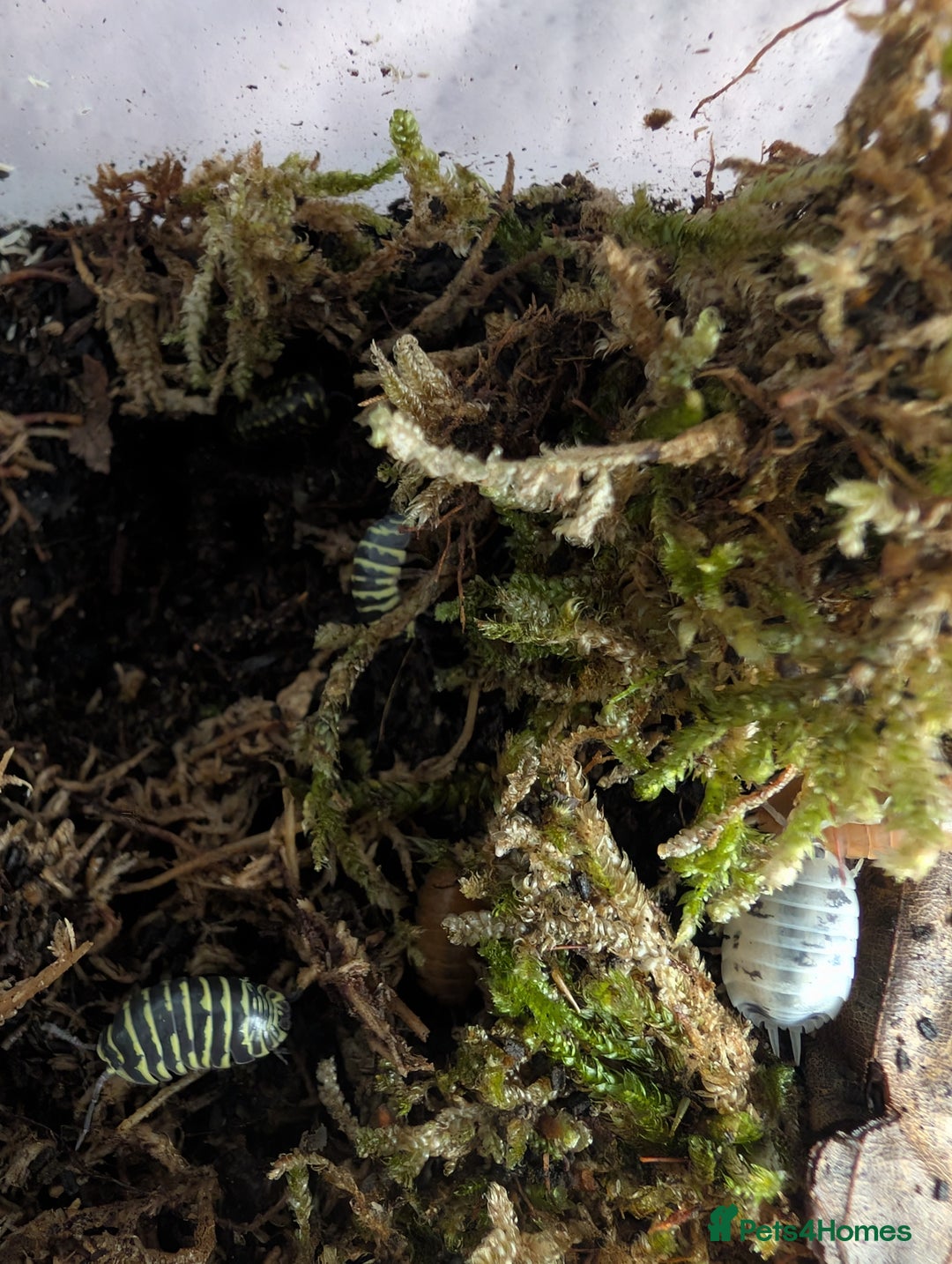 Isopods invertebrates for sale: inverts  - Image 15