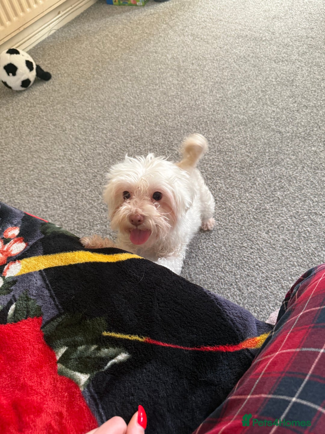 Bichon Frise dogs for sale: Bella  - Advert 3