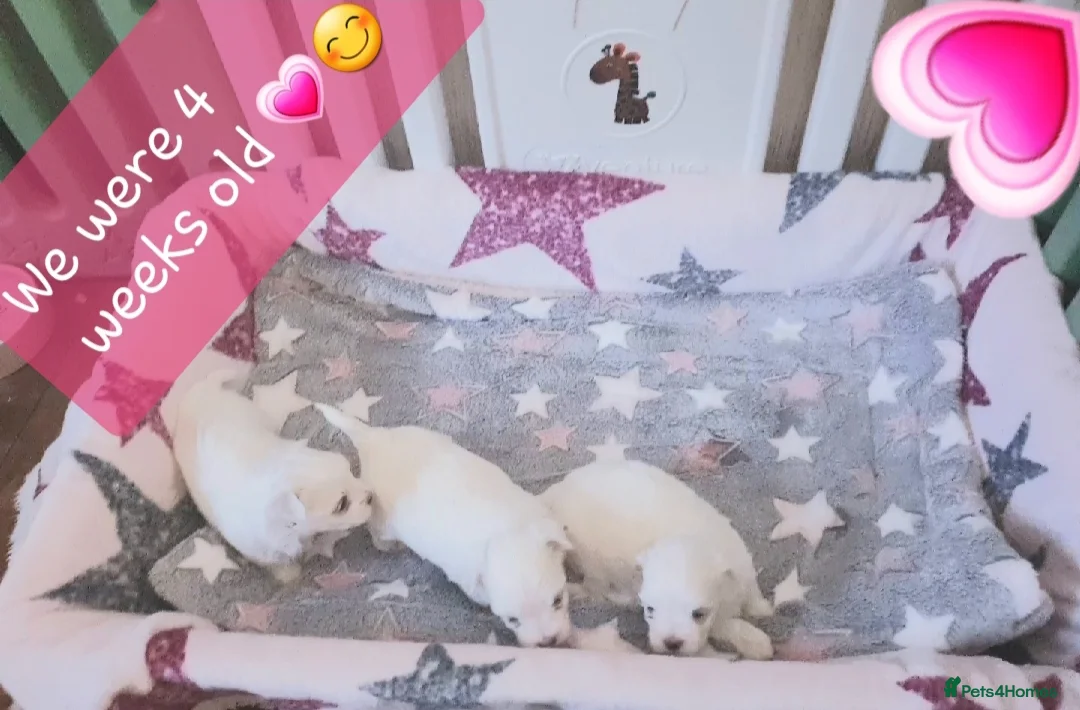 Maltese dogs for sale: Maltese ♡ Pedigree ♡  - Advert 6