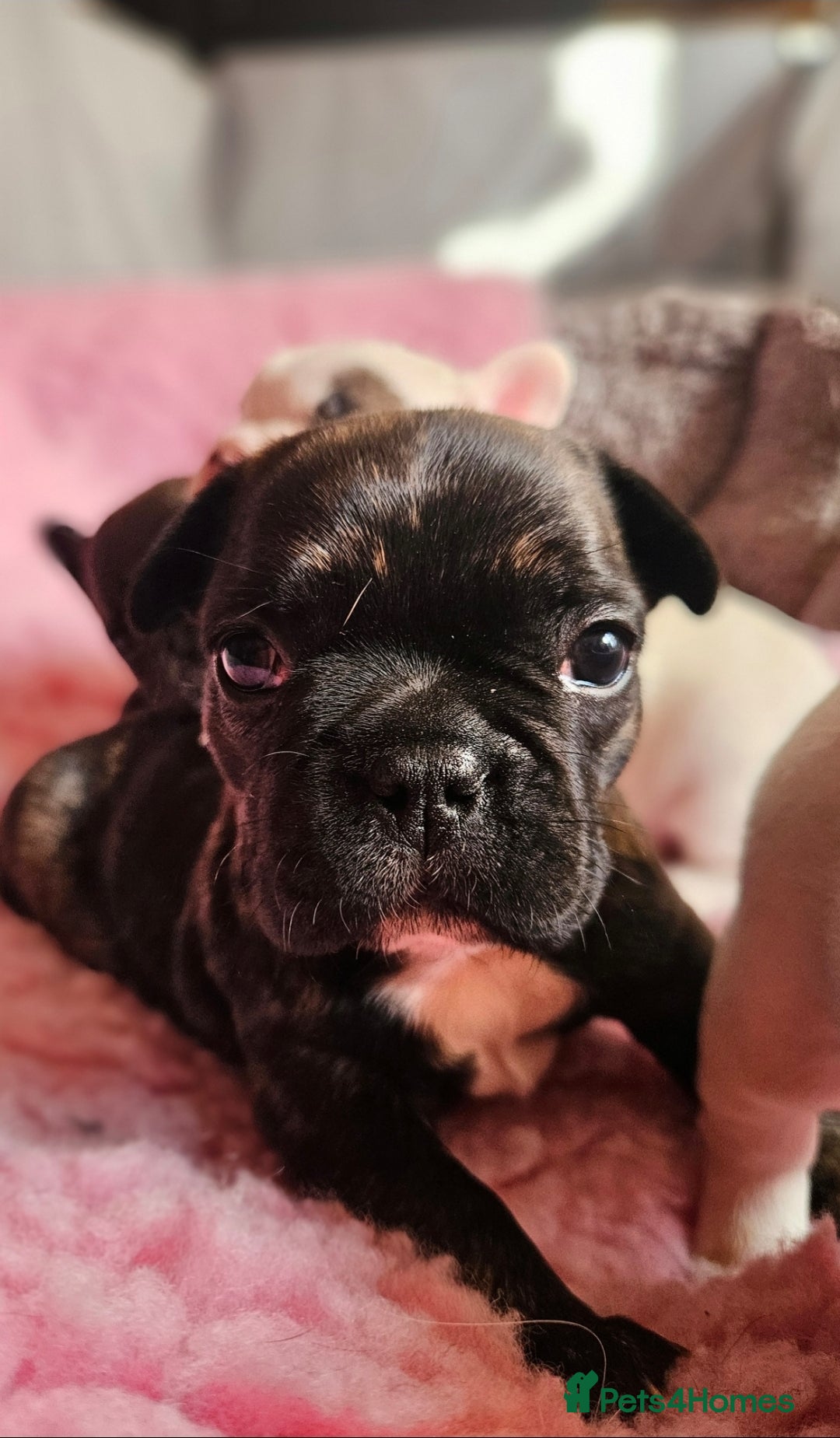French Bulldog dogs for sale: French Bulldog looking for a loving home ❤️ - Image 2