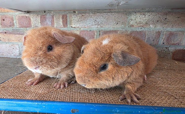 Guinea Pig rodents - Advert 8