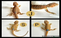 Bearded Dragon reptiles for sale: Beautiful baby bearded dragons £100 Ono - Image 1