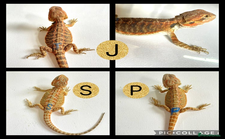 Bearded Dragon reptiles - Advert 3