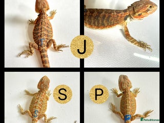 Bearded Dragon reptiles - Advert 14