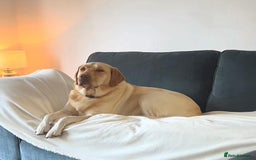 Labrador Retriever dogs for sale: Labrador puppy for sale  - Image 5