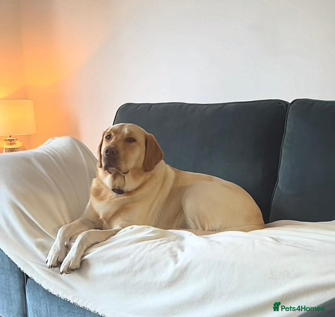 Labrador Retriever dogs for sale: Labrador puppy for sale  - Image 5