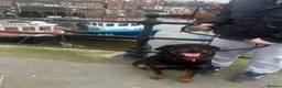 Rottweiler dogs for sale: PREGNANCY CONFIRMED — WAITING LIST NOW OPEN - Advert 7
