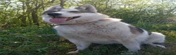 Mixed Breed dogs for adoption: ❤️🐶 APRIL – ONE IN A MILLION in Burton-on-Trent - Advert 21