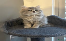 Brazilian Shorthair cats for sale: British short hair stunning 😍  - Image 3