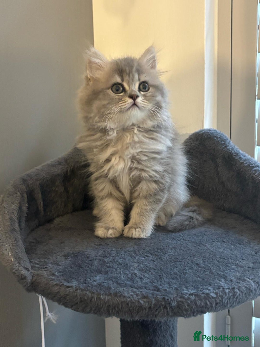 Brazilian Shorthair cats for sale: British short hair stunning 😍  - Image 3