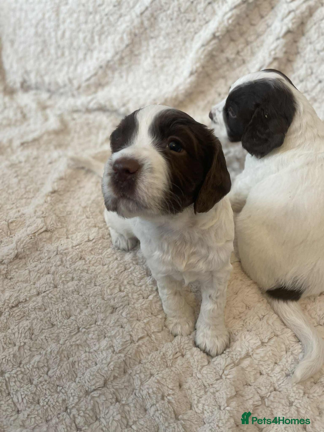English Springer Spaniel dogs for sale: English springer spaniel  - Image 10