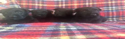 Scottish Terrier dogs for sale: Beautiful Scottie’s  - Advert 5