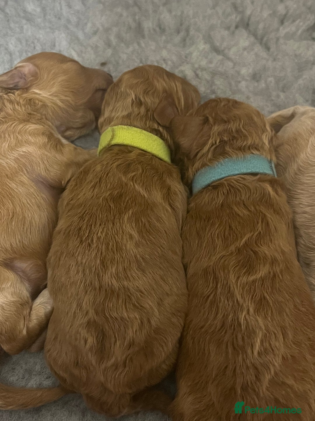 Poochon dogs for sale: Beautiful Poochon puppies for sale  - Advert 26