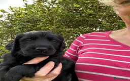 Flat coated Retriever dogs for sale: Flat coated x golden retriever puppies - Image 5