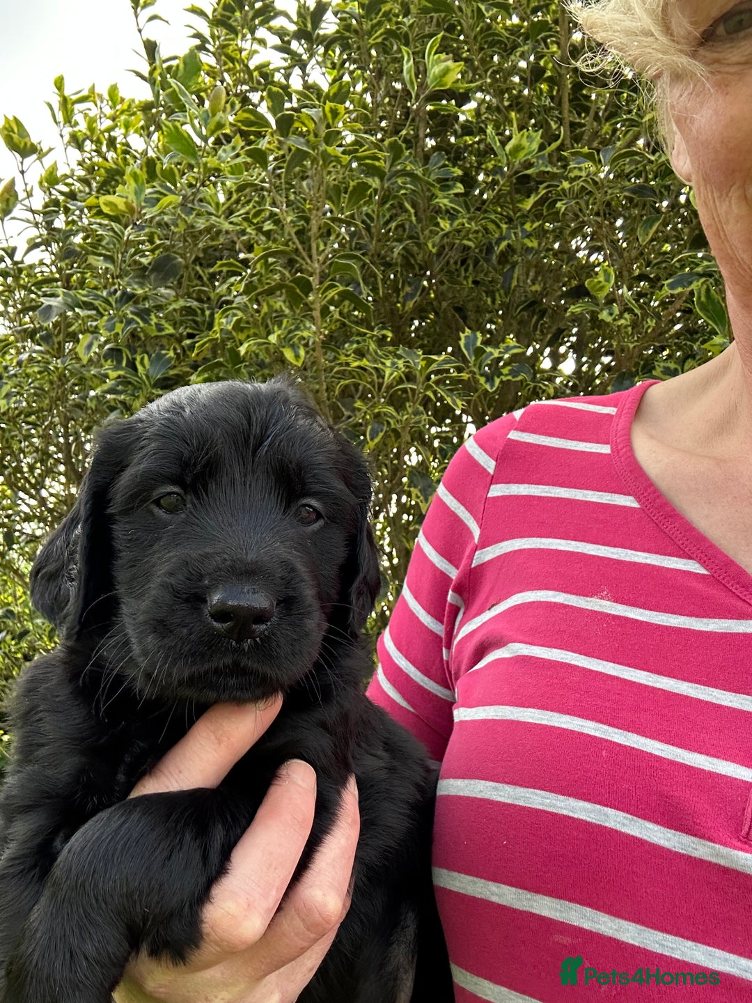 Flat coated Retriever dogs for sale: Flat coated x golden retriever puppies - Image 5