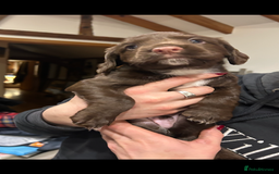 Sprocker dogs for sale: Beautiful Sprocker Puppies - Advert 6