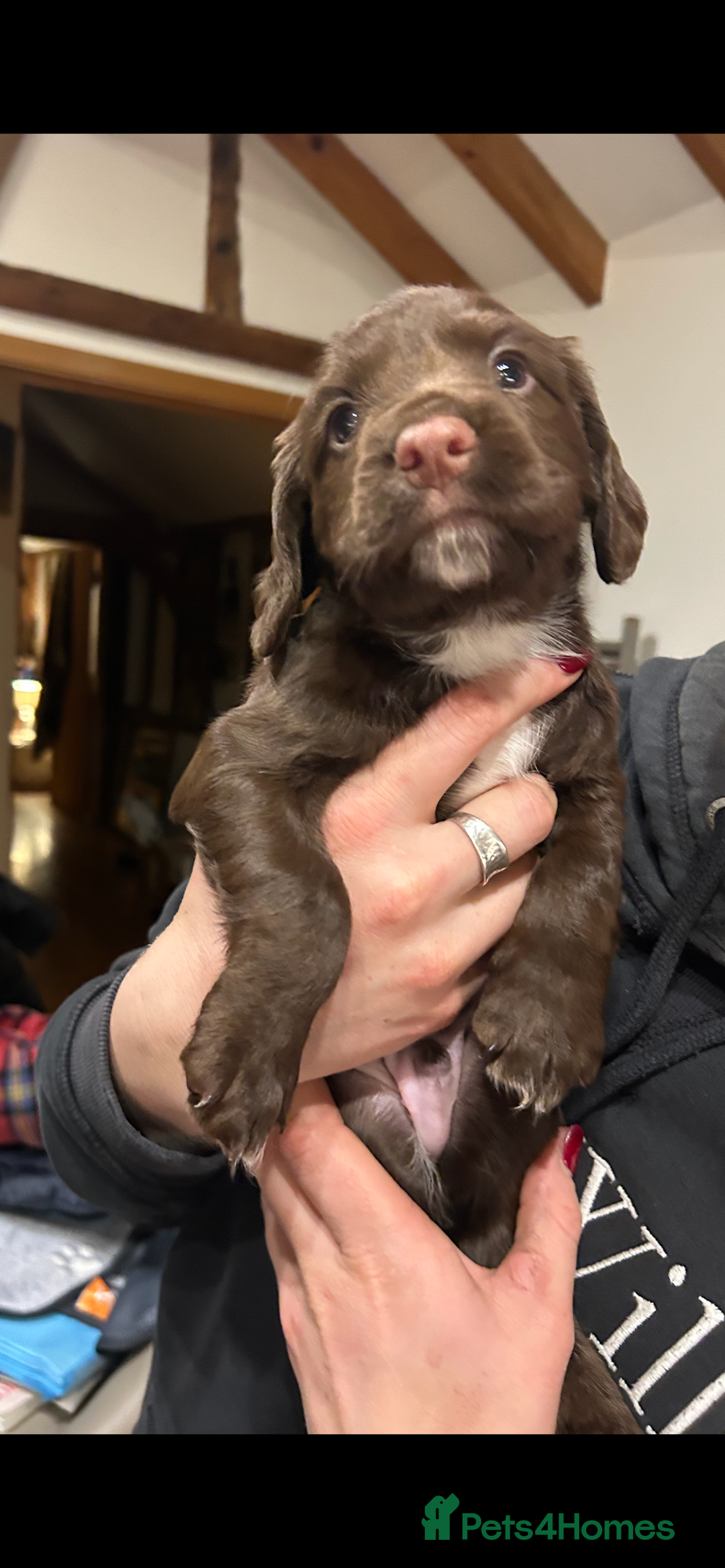 Sprocker dogs for sale: Beautiful Sprocker Puppies - Advert 6