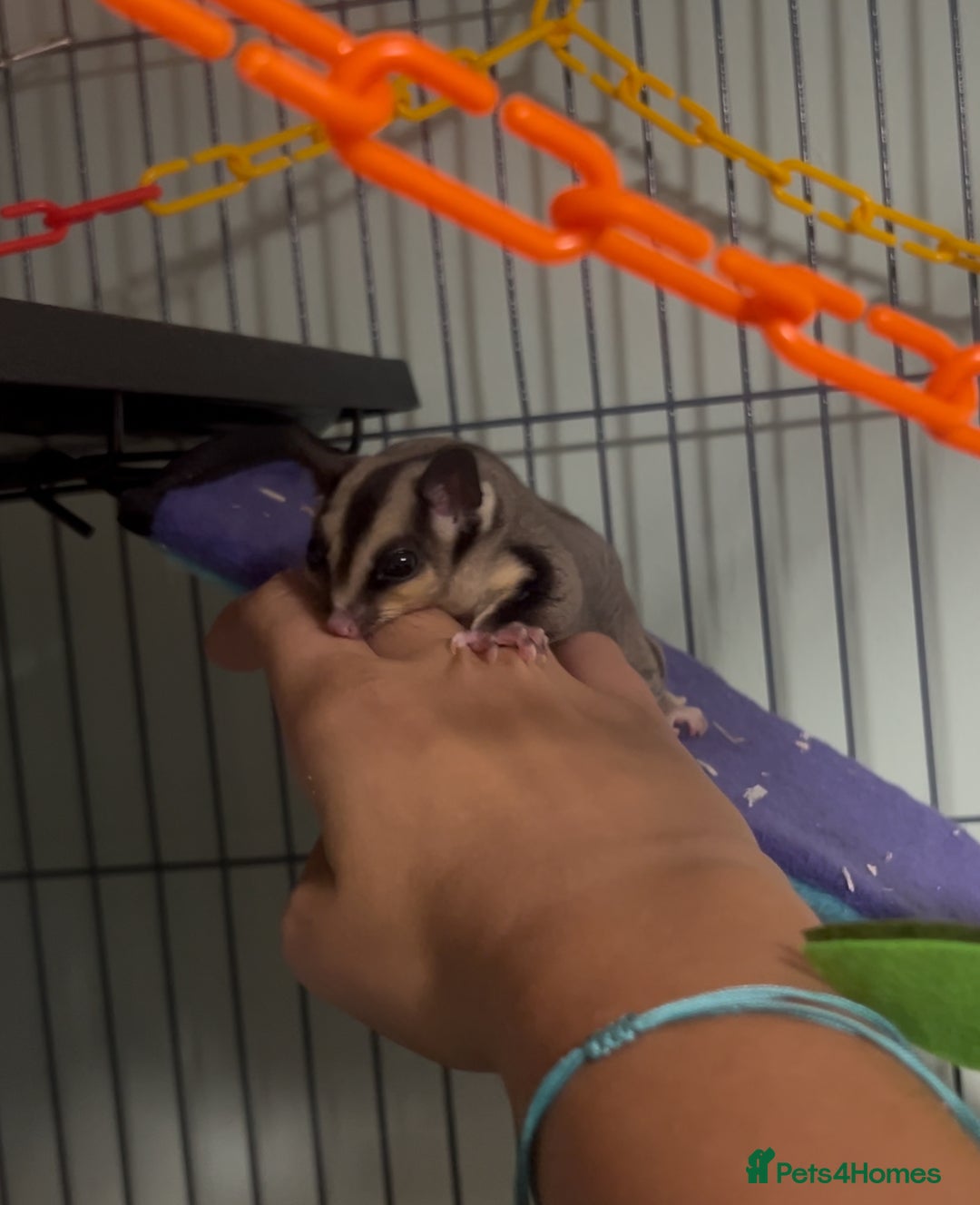 Sugar Glider rodents for sale: 2 happy sugar gliders, girl and boy 17 weeks old - Image 5