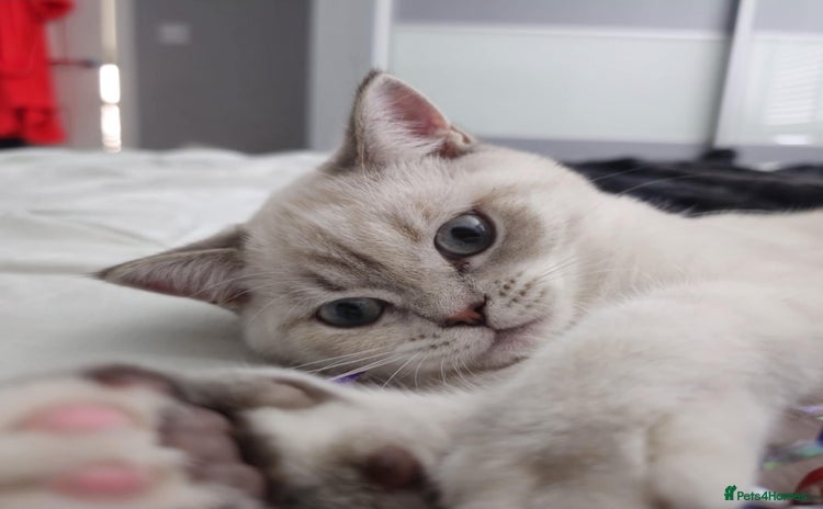 British Shorthair cats - Advert 4