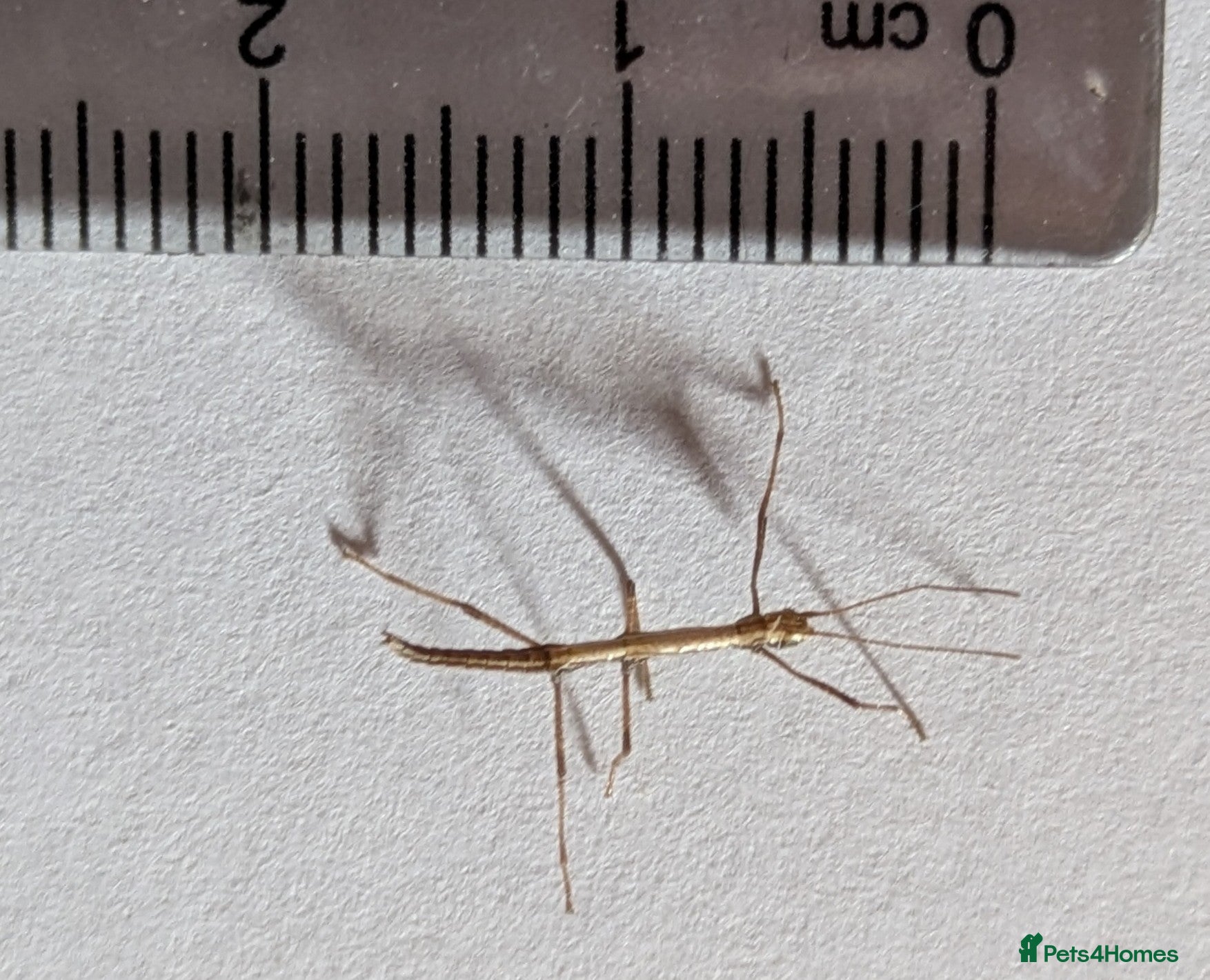 Stick Insects invertebrates Indian Stick Insect Nymphs x 6 - Advert 2