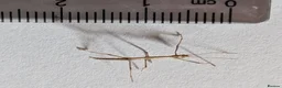 Stick Insects invertebrates for sale: Indian Stick Insect Nymphs x 6 in Market Rasen - Advert 1